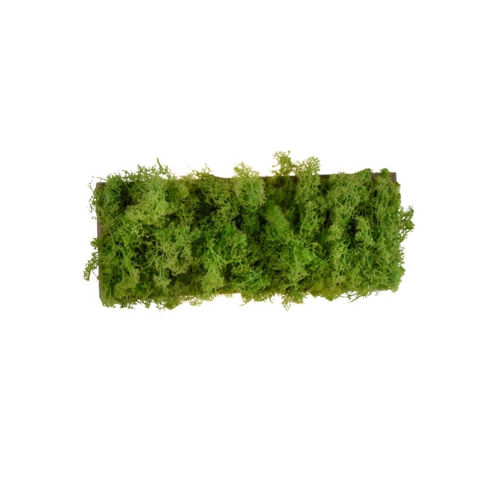 Rectangular ceiling lamp Green Carlo with moss