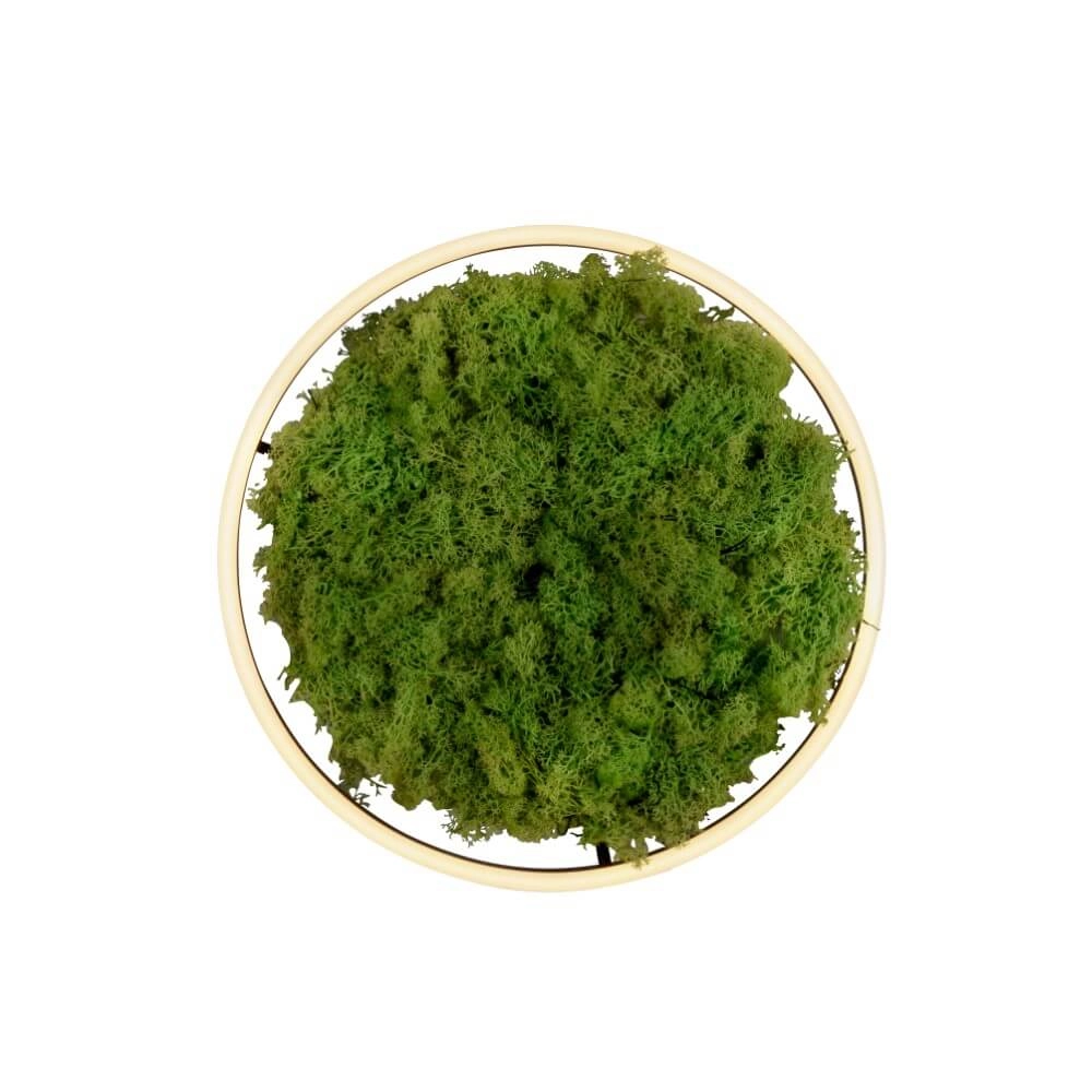 Ceiling lamp Green Ritus with moss Ø 39,3cm Just Light 4043689994792