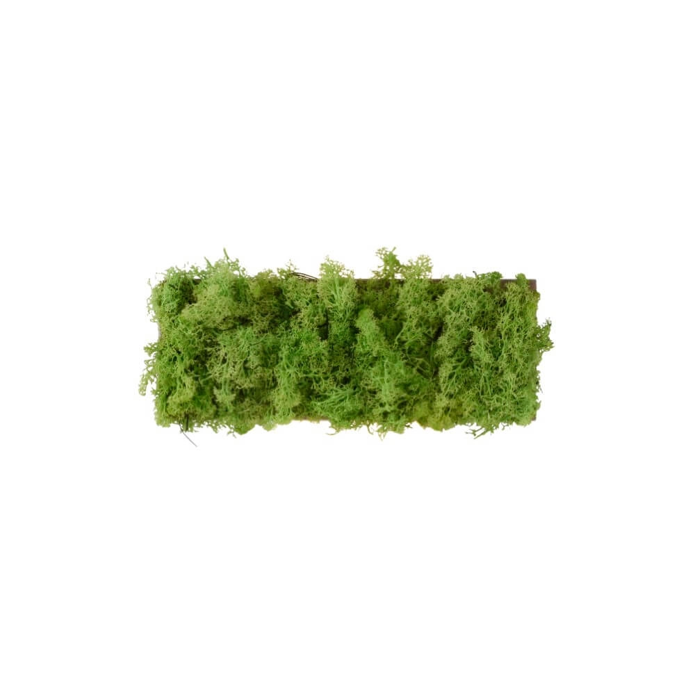 Rectangular ceiling lamp Green Carlo with moss Just Light 4043689994853