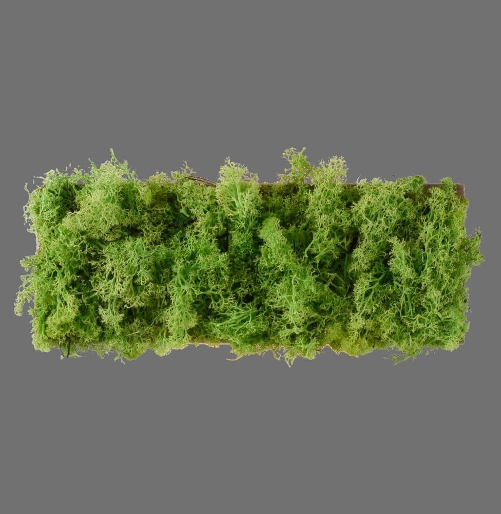 Rectangular ceiling lamp Green Carlo with moss Just Light 4043689994853